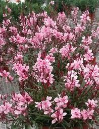 Gaura &#39;Passionate Blush&#39; 1 gal