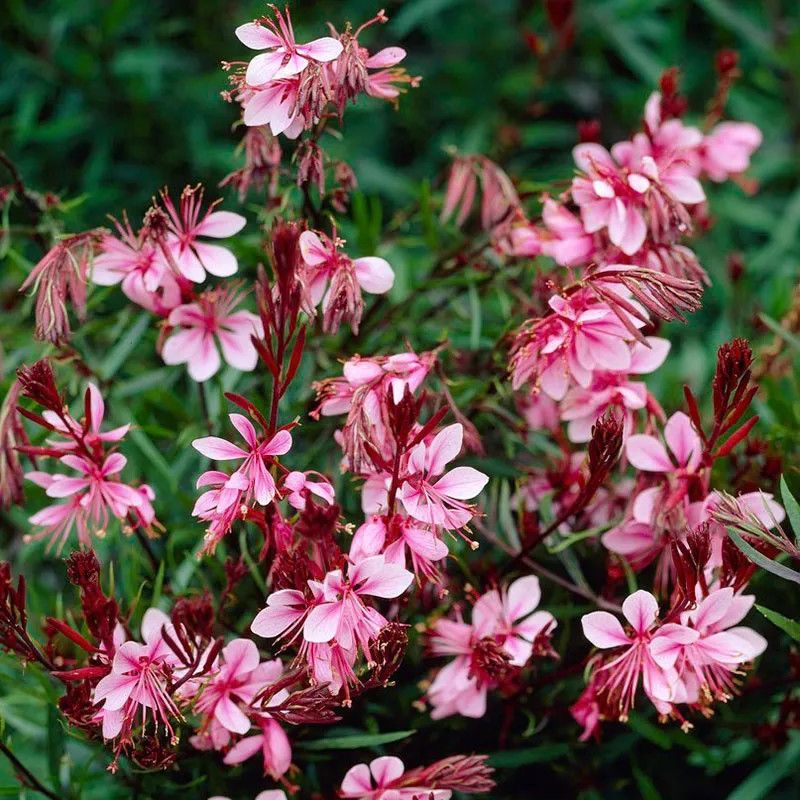 Gaura &#39;Passionate Rainbow&#39; 1 gal