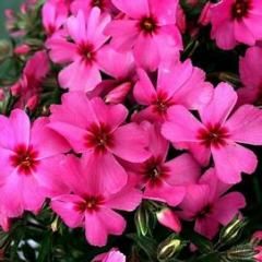 Creeping Phlox &#39;Goldiphlox Cherry&#39; 1 gal