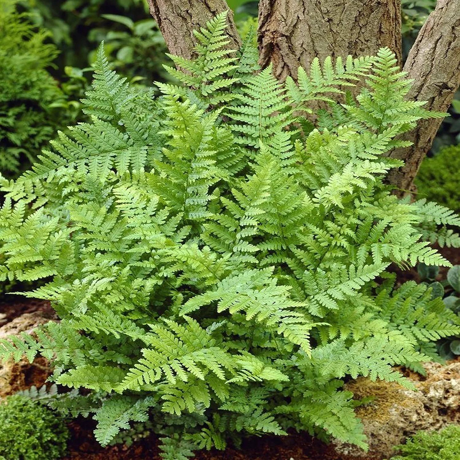 Fern &#39;Male&#39; 1 gal