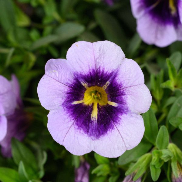 Million Bells - 4&quot;  Spark Purple