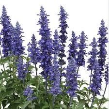 Salvia &#39;Blue Lagoon&#39; 4&quot;
