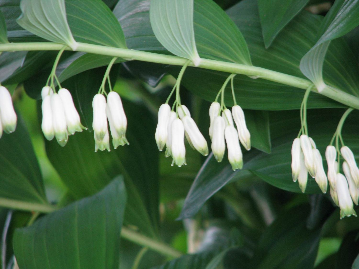 Solomon&#39;s Seal &#39;Polygonatum Multiflorum&#39; 1 gal