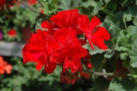 Geranium - 4&quot; Dark Red