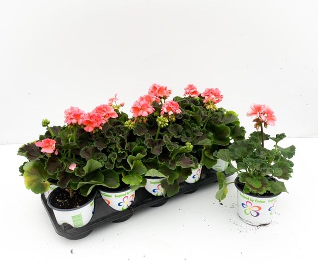 Geranium - 4&quot; Coral