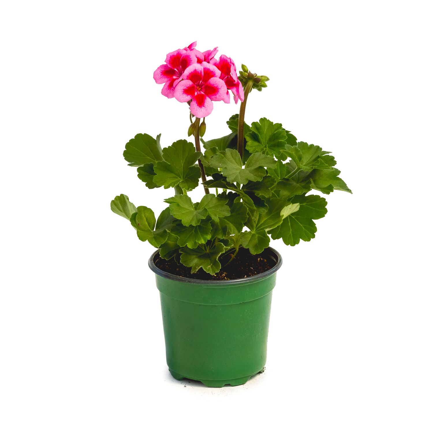Geranium - 4&quot; Dark Pink Bicolour
