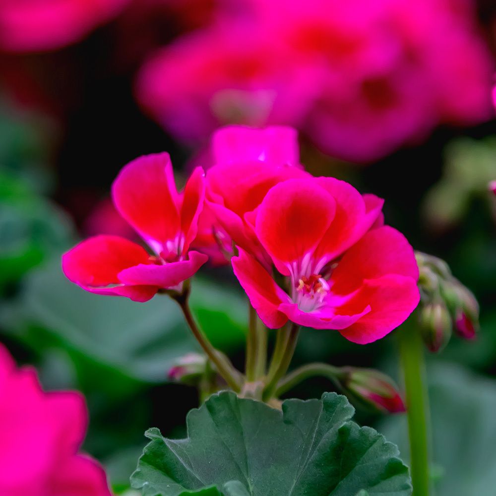 Geranium - 4&quot; Fuchsia