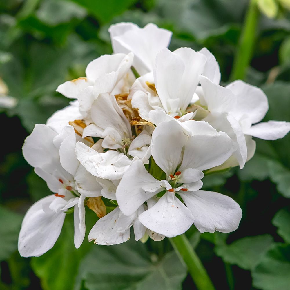 Geranium - 4&quot; White