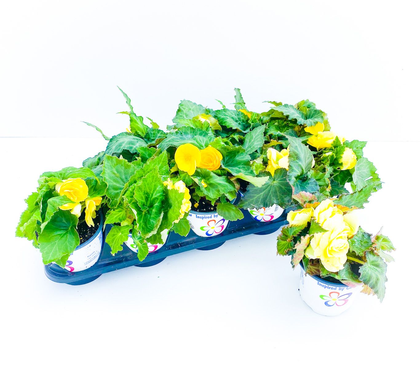 Begonia - Rieger 4&quot; Yellow