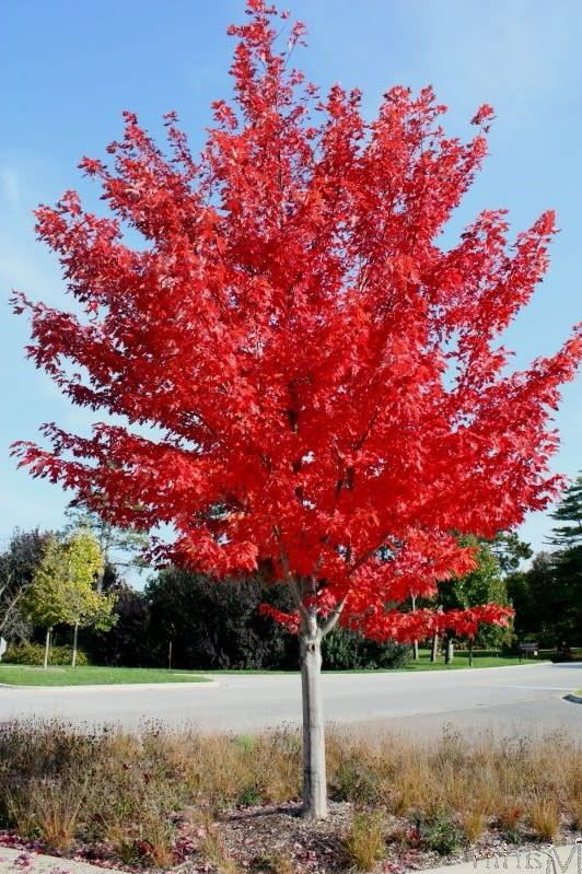 Maple &#39;Autumn Blaze&#39; 7.5&#39; Potted