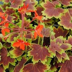 Geranium 4&quot; Fancy Vancouver centennial