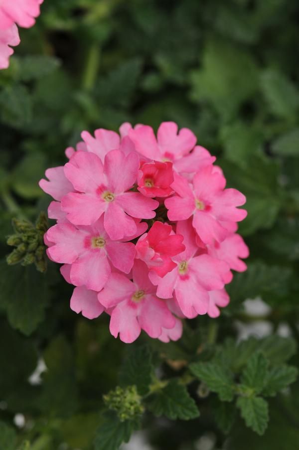 Verbena Compact - 4&quot;, Color: Pink