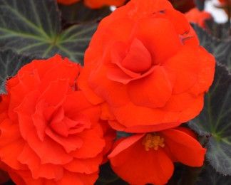 Begonia Non-Stop - 4&quot; Orange