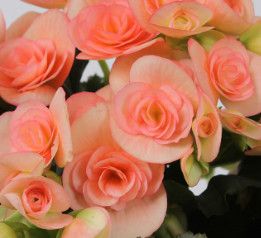 Begonia - Rieger 4&quot; Assorted Salmon
