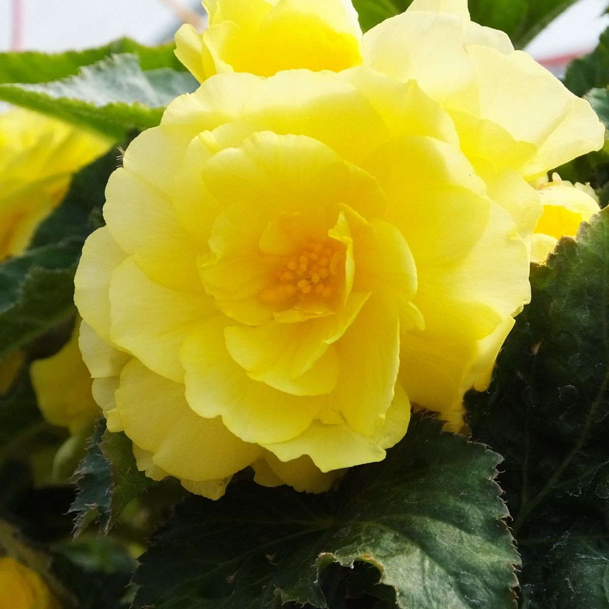Begonia Non-Stop - 4&quot; Pale Yellow