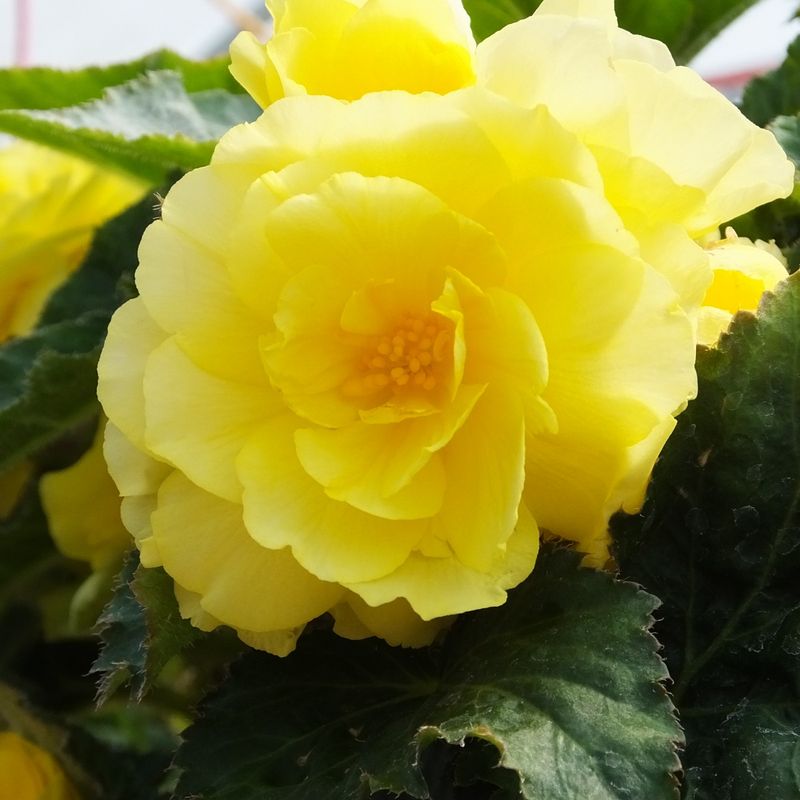 Begonia Non-Stop - 4&quot; Pale Yellow