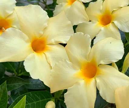 Calypso Dipladenia 8&quot; Patio Pot