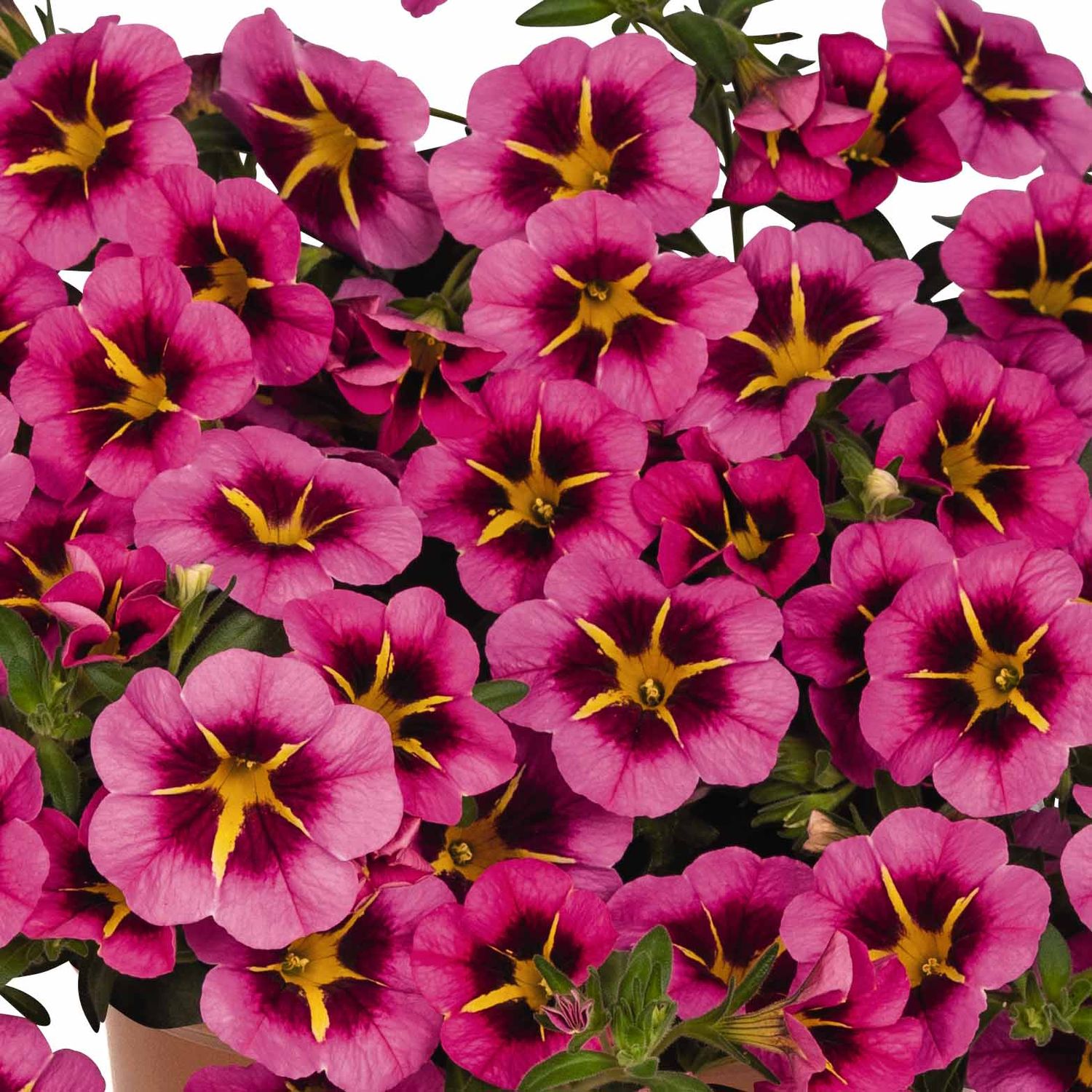 Million Bells - 4&quot;, Color: Tik Tok Rose