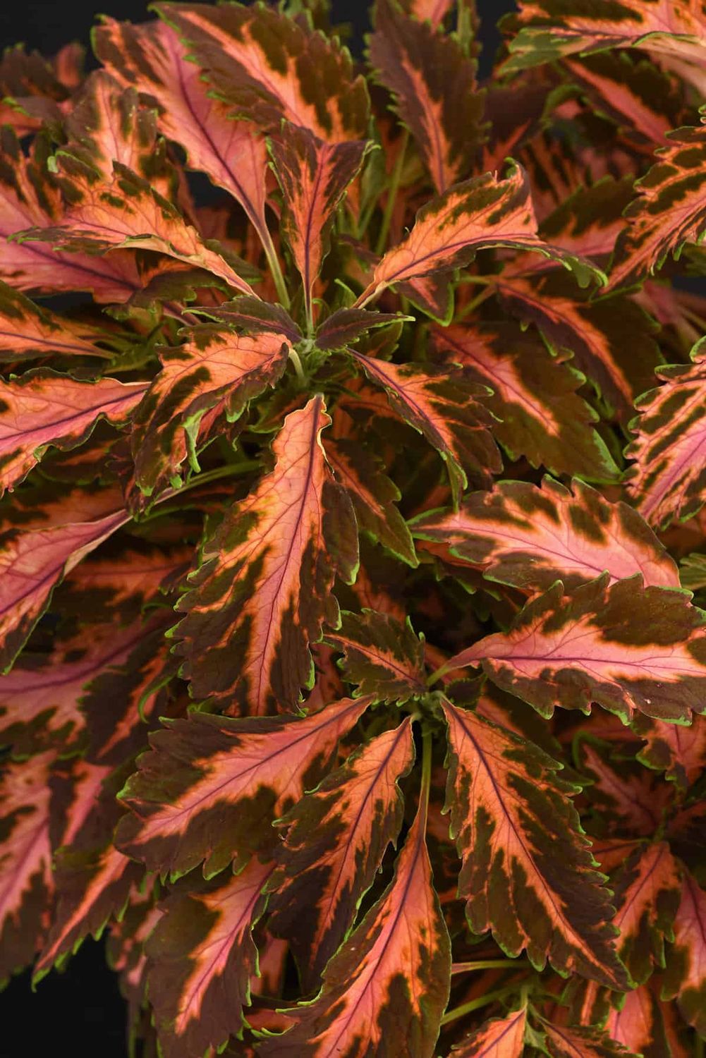 Coleus - 4&quot;