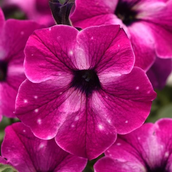 Petunia &#39;Headliner Enchanted Sky&#39; 4&quot;