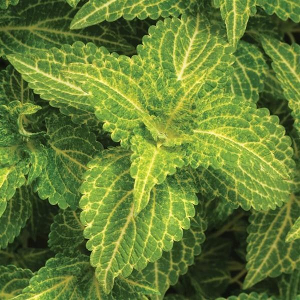10&quot; Patio Pot Coleus &#39;Electric Lime&#39;