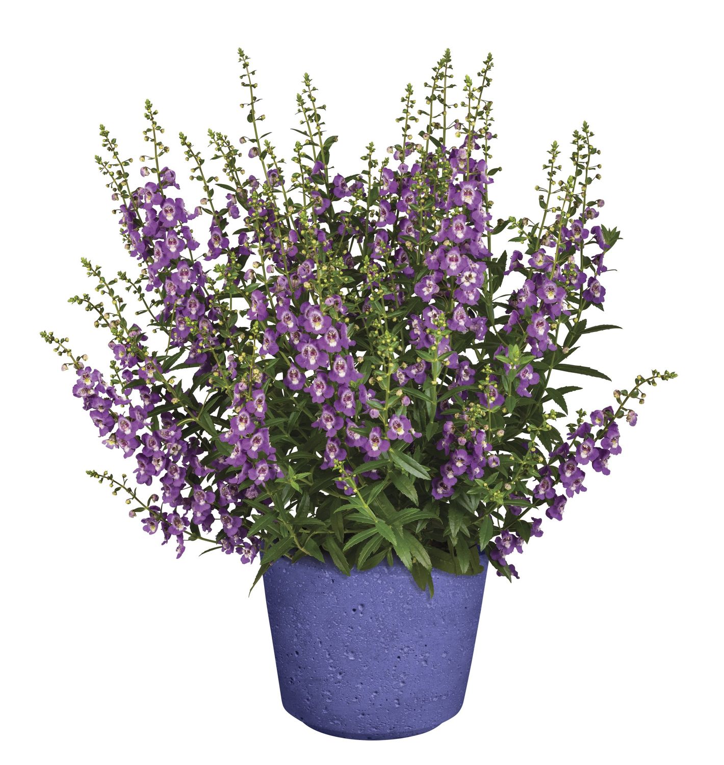 10&quot; Patio Pot Angelonia Archangel Assorted