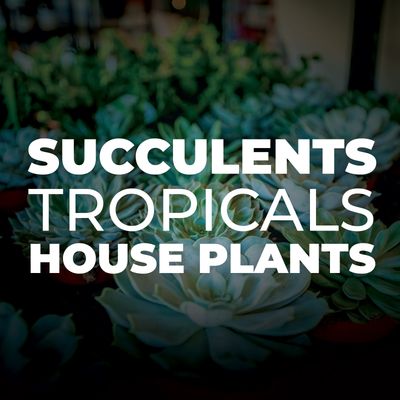 Succulents/ Ferns/ House Plants