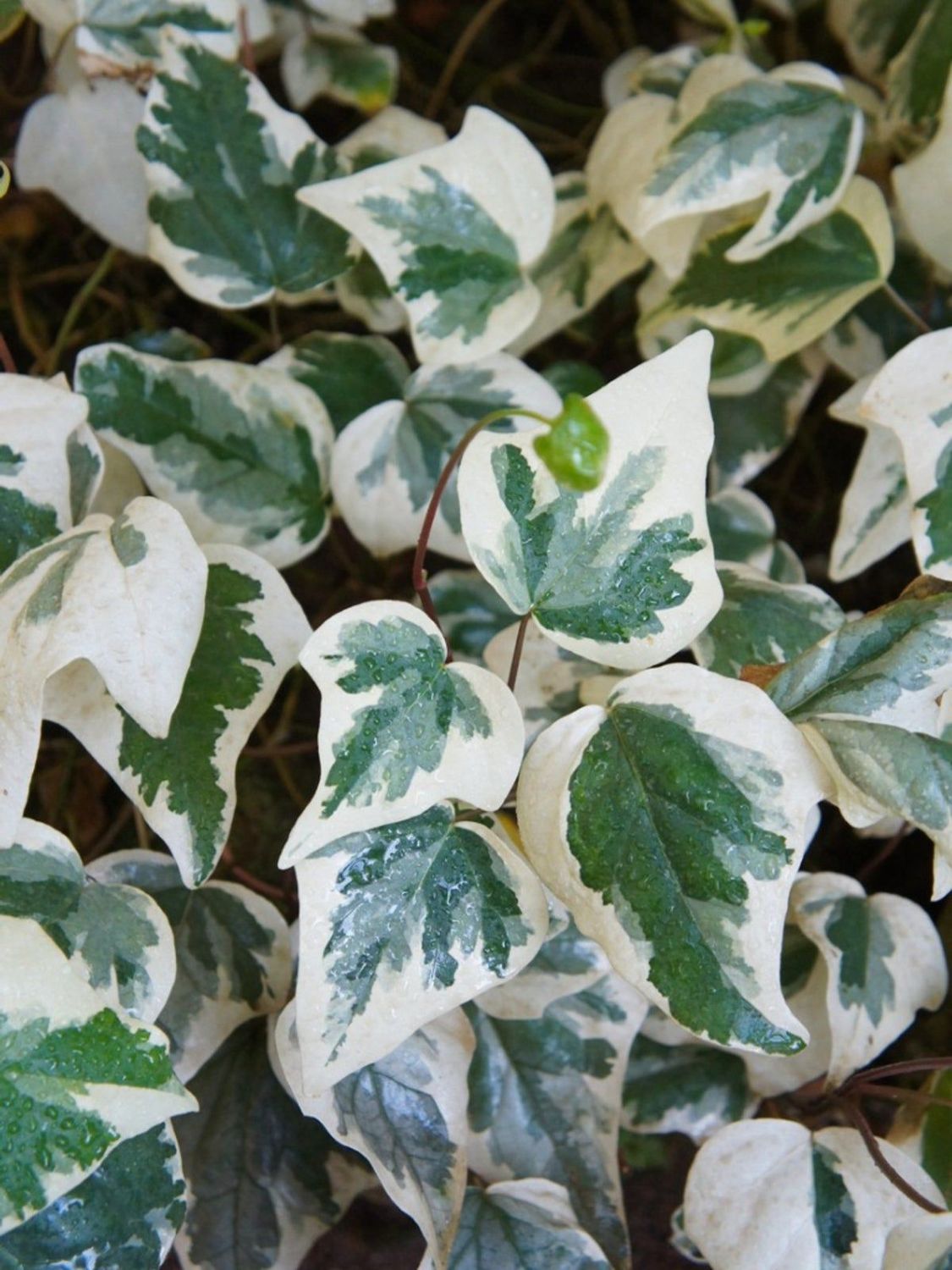 Algerian Variegated Ivy 4 &quot;