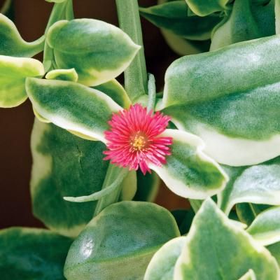 Aptenia cordifolia Mezoo Trailing Red 4&quot;