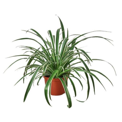 Reverse Spider Plant 4&quot;