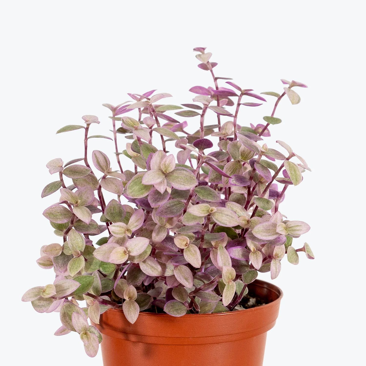 Tradescantia Pink Panther Wandering Dude 4&quot;