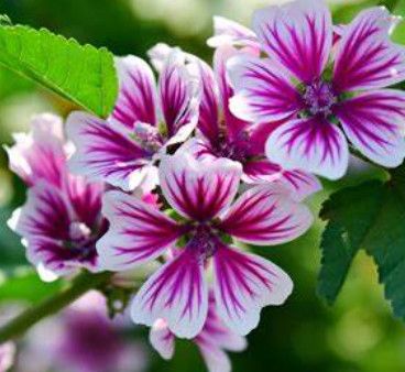 Mallow &#39;Zebrina&#39; 4&quot;