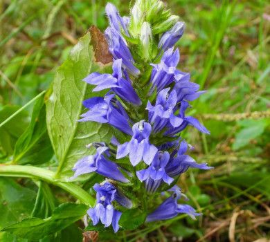Lobelia &#39;Siphillitica Blue&#39; Cardinal Flower 4&quot;
