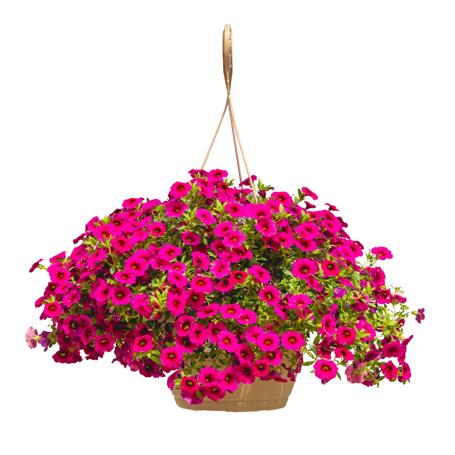 10/11&quot; Hanging Basket Assorted