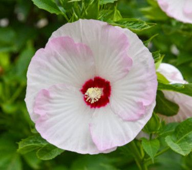 Hibiscus - &#39;Ballet Slipper&#39; PW - 1 gal