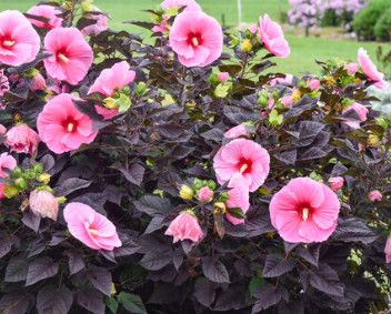 Hibiscus - &#39;Edge of Night&#39; PW - 1 gal