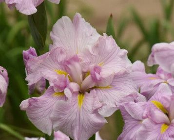 Iris Ensata &#39;Pinkerton&#39; 1 gal