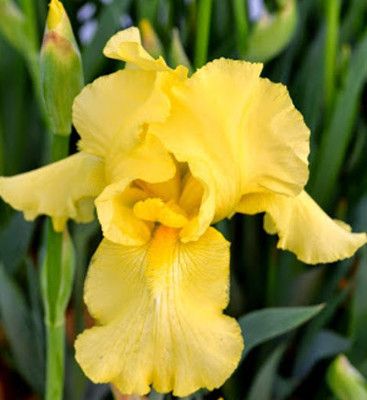 Iris Germanica &#39;Harvest of Memories&#39; - 1 gal