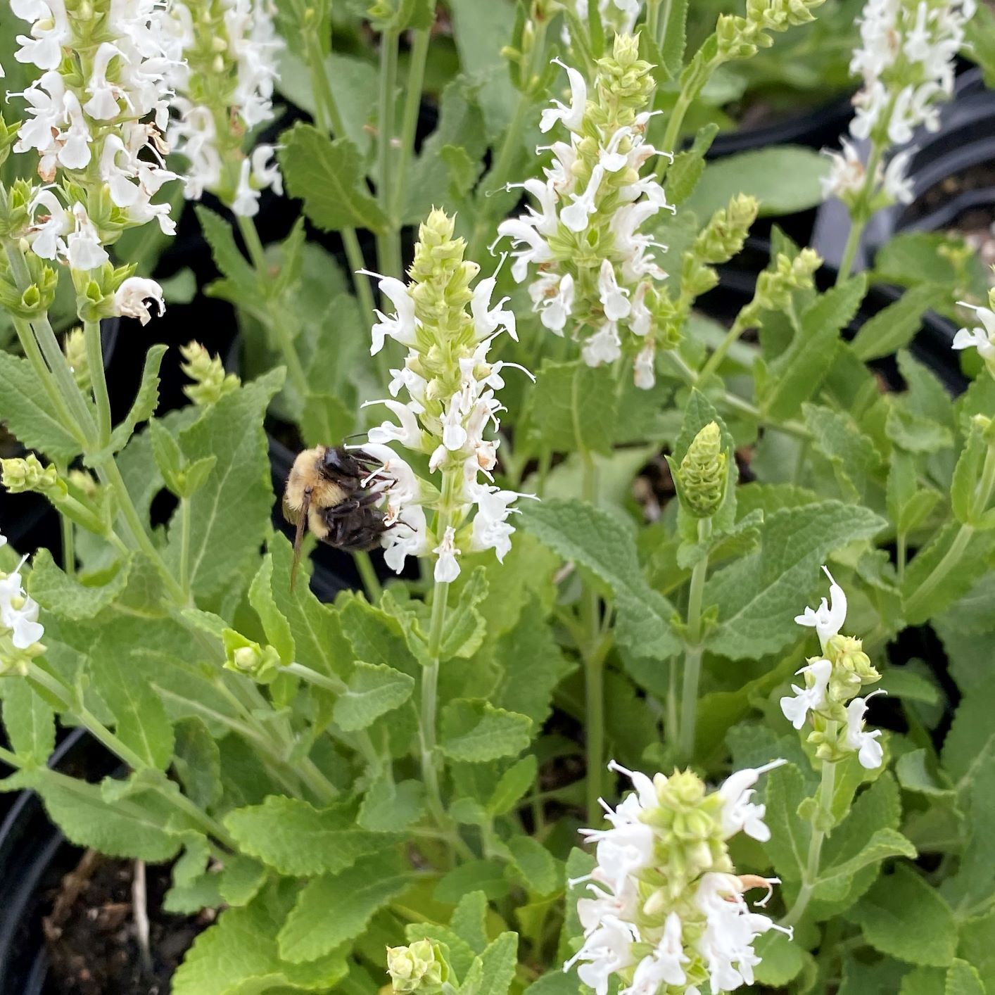 Perennial Sage &#39;Salvia Snow Hill&#39; 1 Gal