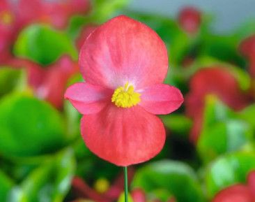 Begonia &#39;Super Cool Lipstick&#39; 2 cell