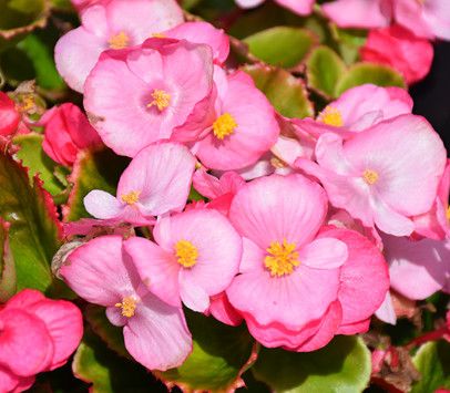 Begonia &#39;Super Cool Pink&#39; 2 cell