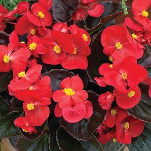 Begonia &#39;Bada Boom&#39; - 4&quot;, Color: Scarlet