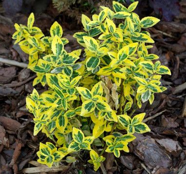 Euonymus &#39;Emerald N Gold&#39; 2 gal
