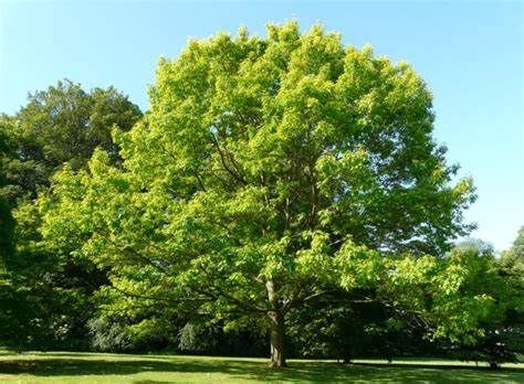 Red Oak 6&#39; Potted