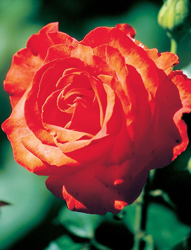 Rose &#39;Burning Glow&#39; 3 gal (Orange)