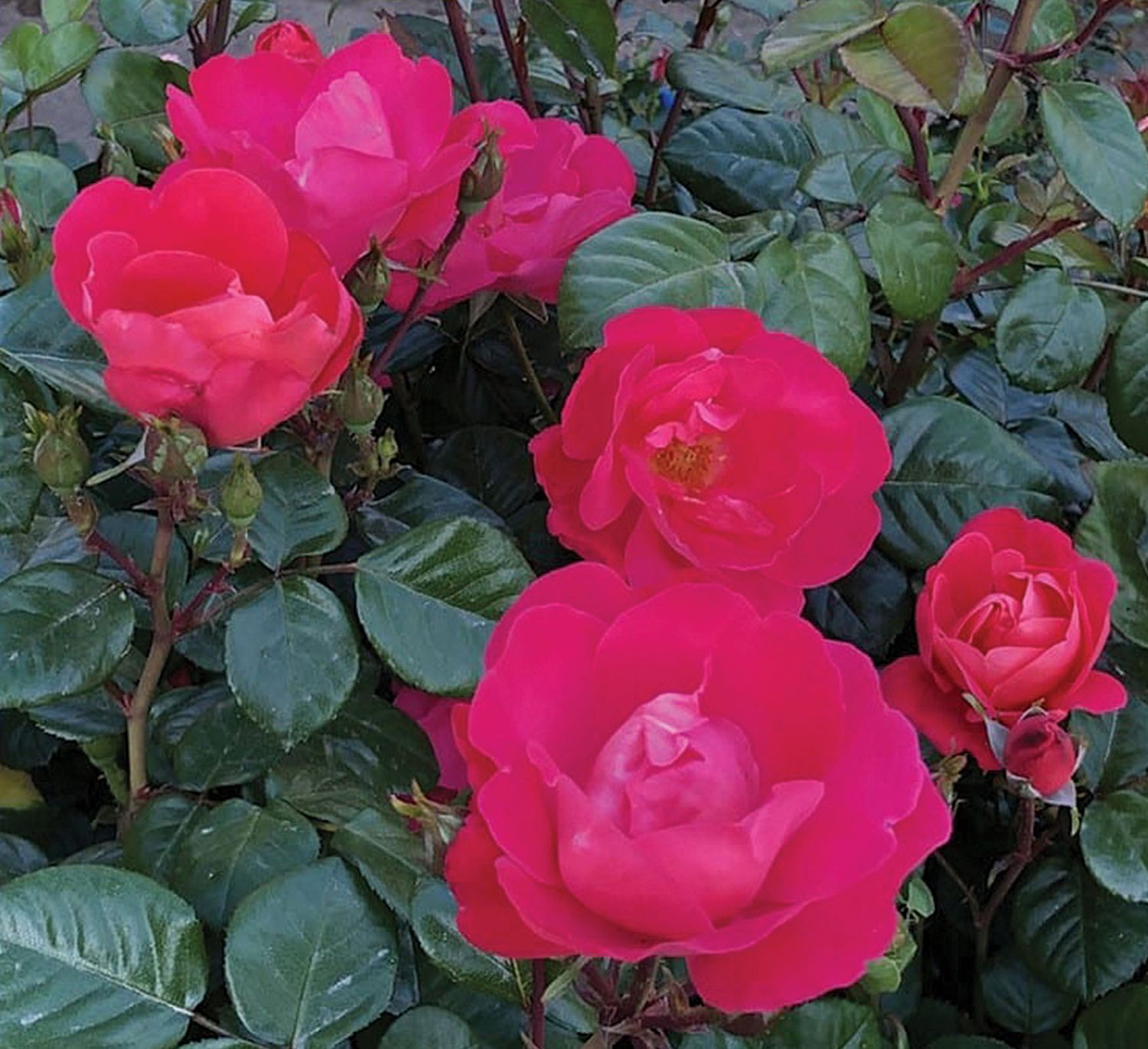 Rose &#39;Pink Brick House&#39; 3 gal