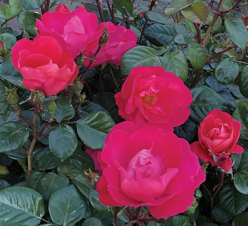 Rose &#39;Pink Brick House&#39; 3 gal