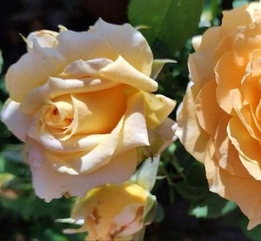 Rose &#39;Forever Amber&#39; 3 gal