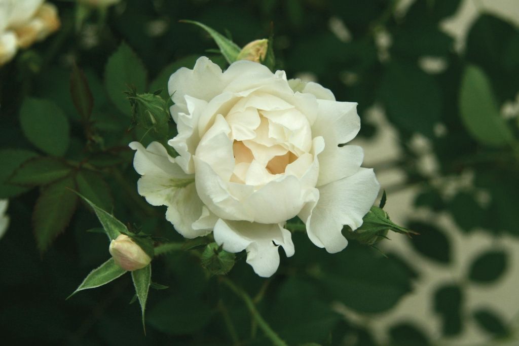 Rose &#39;Icecap&#39; 2 gal