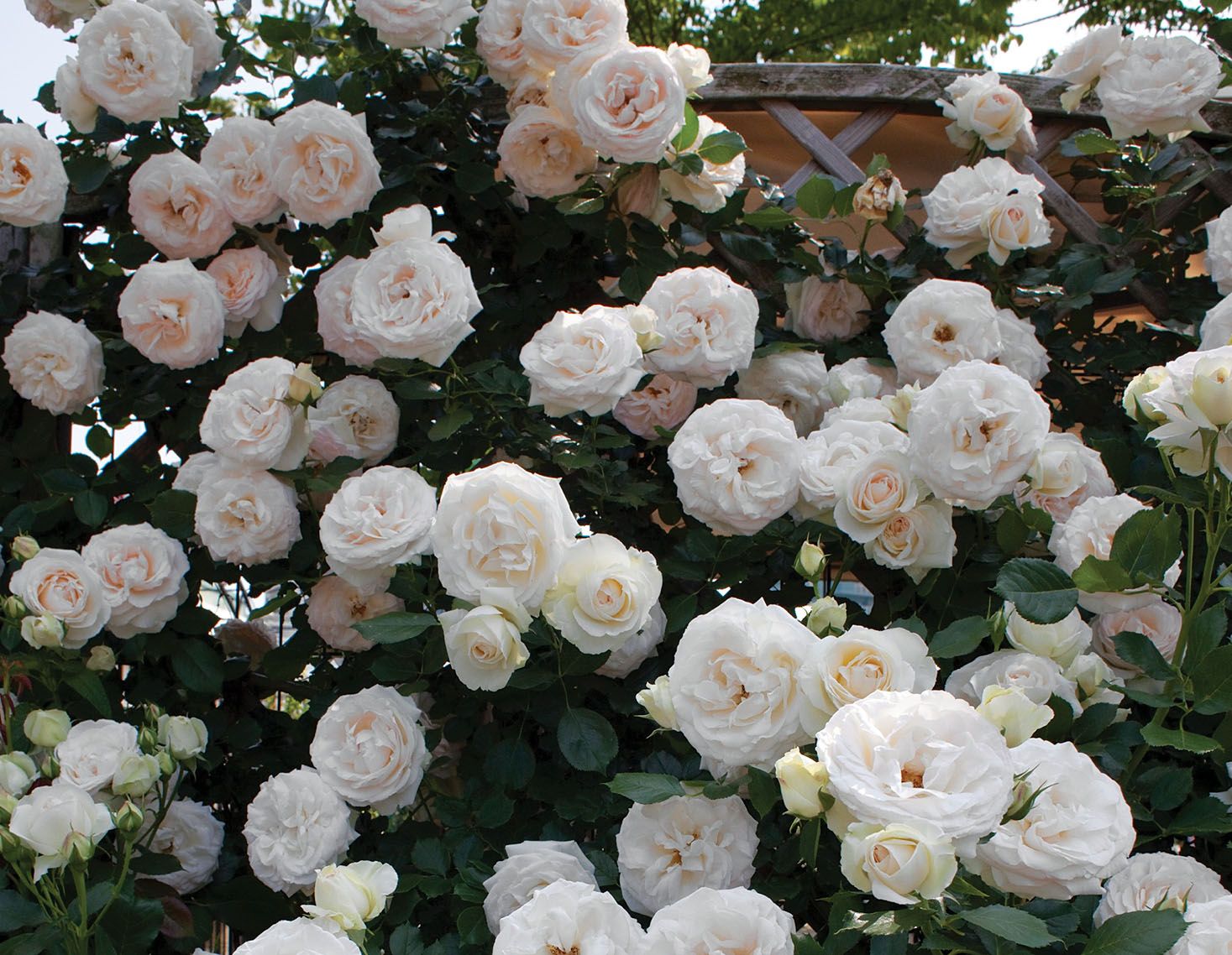 Climbing Rose &#39;Eden Climber&#39; 2 gal (White)